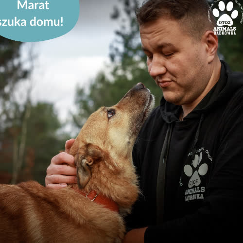 Psy ze schroniska do adopcji Marat