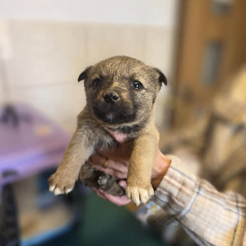 Psy ze schroniska do adopcji Astra