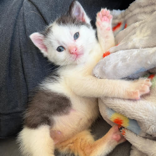 Koty ze schroniska do adopcji Milano