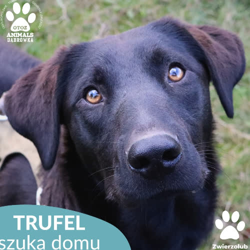 Psy ze schroniska do adopcji Trufel