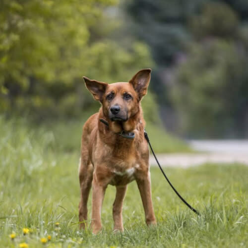 Psy ze schroniska do adopcji Rysiek