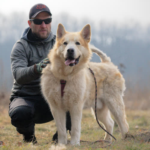 Psy ze schroniska do adopcji Sigma