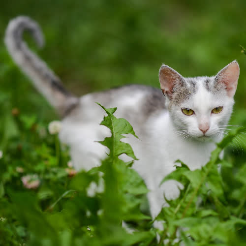 Koty ze schroniska do adopcji Joko