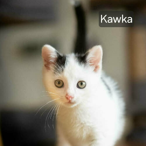 Koty ze schroniska do adopcji KOCIAKI