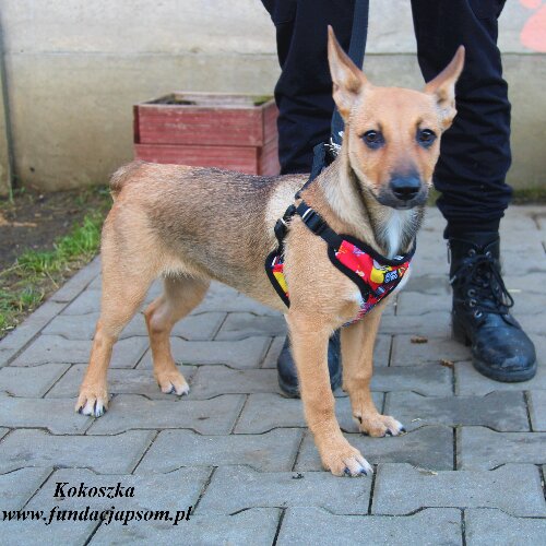 Kokoszka - porzucona sunia