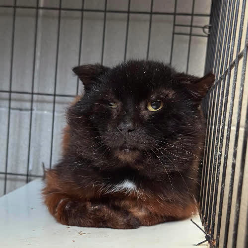 Koty ze schroniska do adopcji B61