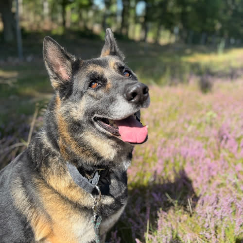 Psy ze schroniska do adopcji Barry