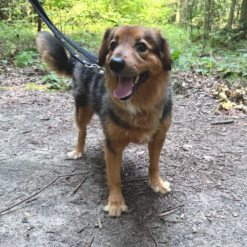 Psy ze schroniska do adopcji Snickers