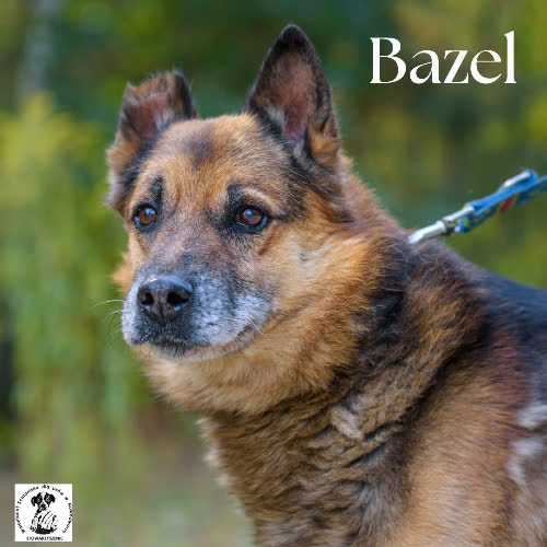 BAZEL - siła spokoju 