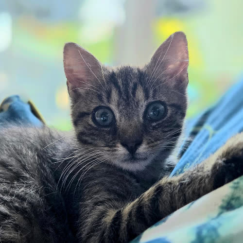 Koty ze schroniska do adopcji Pirat