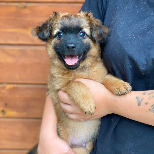 Psy ze schroniska do adopcji Ziko