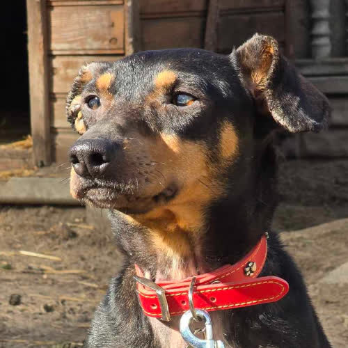 Psy ze schroniska do adopcji Tola 