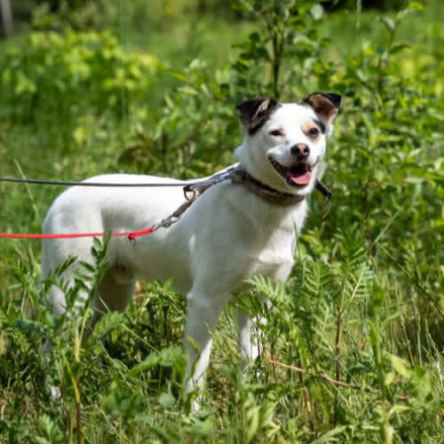 Psy ze schroniska do adopcji Leon 