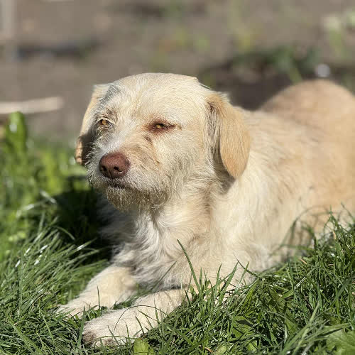Psy ze schroniska do adopcji Lili terier mix 