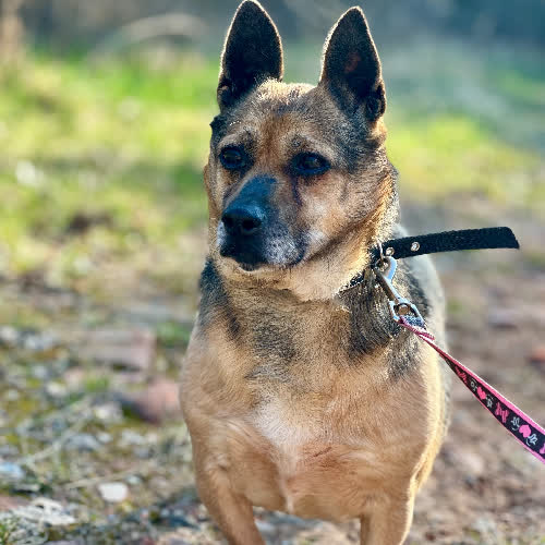 Psy ze schroniska do adopcji Kajtek 