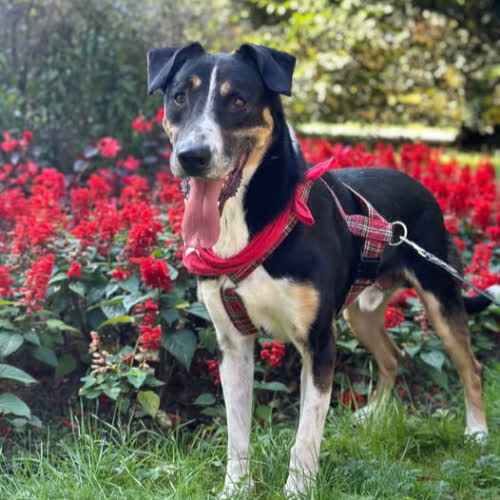 Psy ze schroniska do adopcji Diego