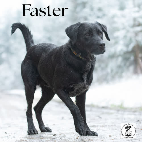 Psy ze schroniska do adopcji Labkowaty FASTER