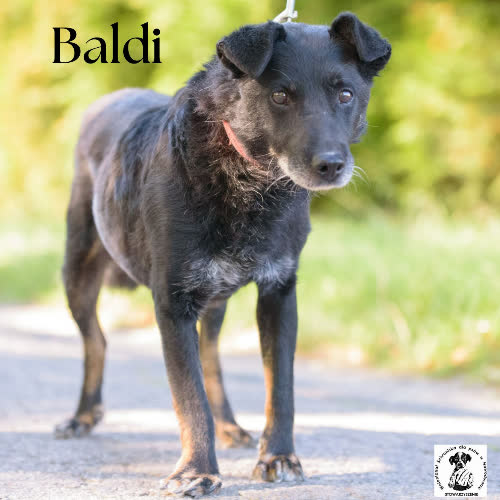 Psy ze schroniska do adopcji Baldi