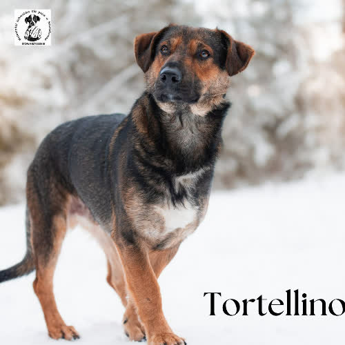 Psy ze schroniska do adopcji Sprytny TORTELLINO