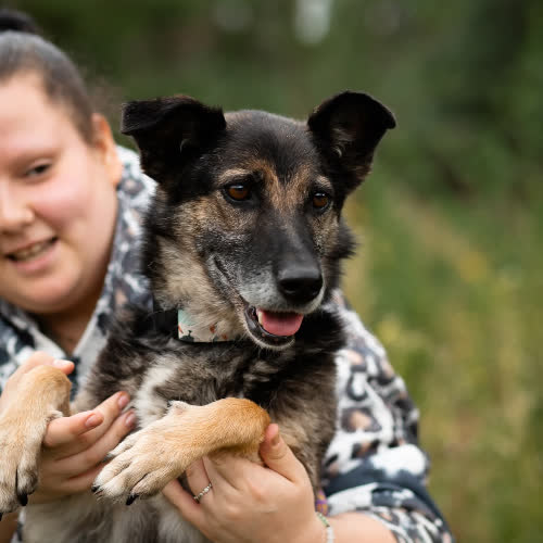 Psy ze schroniska do adopcji Merida 