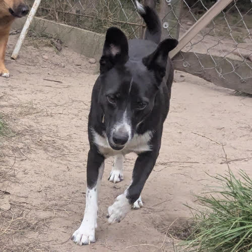 Psy ze schroniska do adopcji 