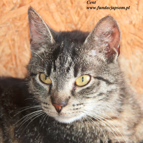 Koty ze schroniska do adopcji Cent