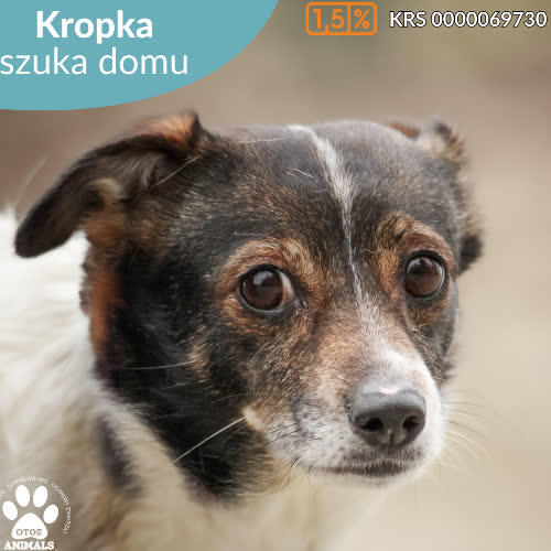 Kropka