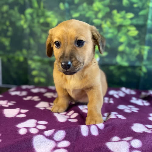 Ajka i szczeniaki (  Marmoladka)