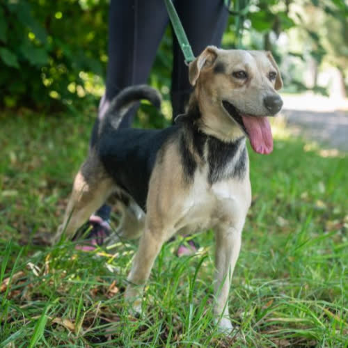 Psy ze schroniska do adopcji Snoopy