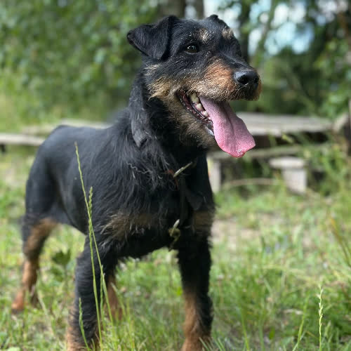 Psy ze schroniska do adopcji Gloria