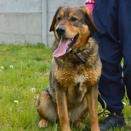 Psy ze schroniska do adopcji KAMIS