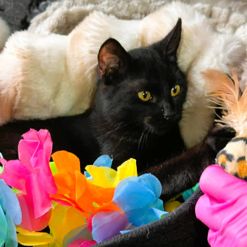 Koty ze schroniska do adopcji MONTER