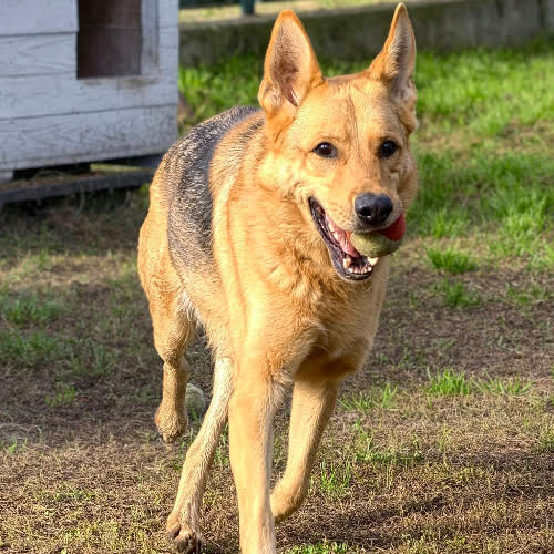 Psy ze schroniska do adopcji Portos