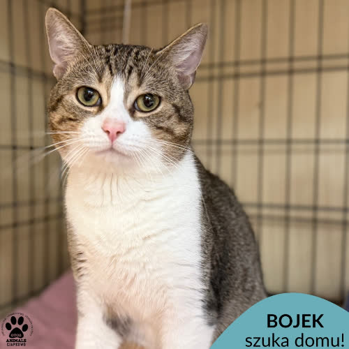 Koty ze schroniska do adopcji Bojek