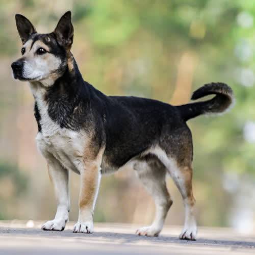 Psy ze schroniska do adopcji Miły ZINOS