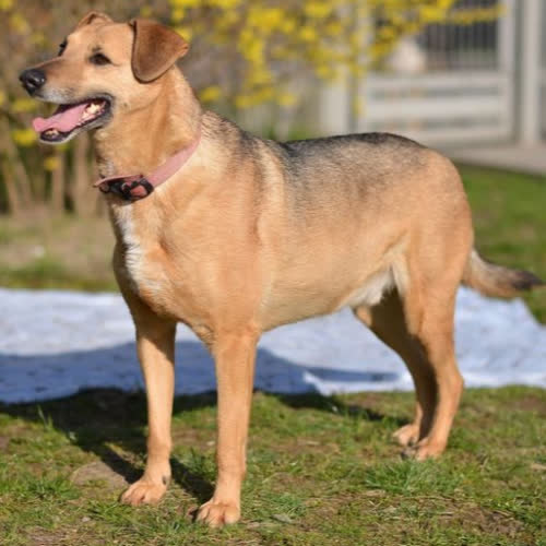 Psy ze schroniska do adopcji Pazurek