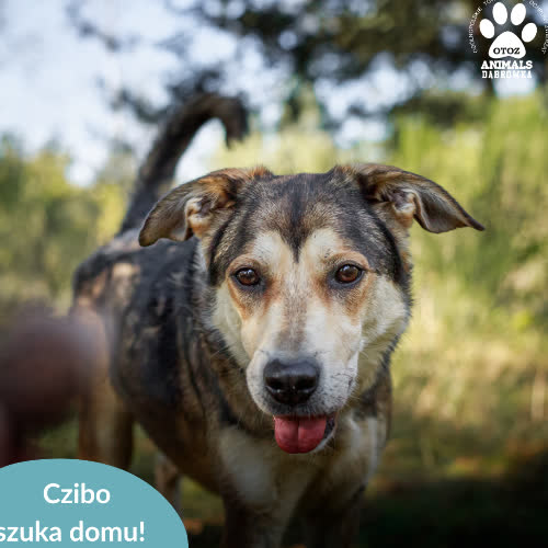 Psy ze schroniska do adopcji Czibo