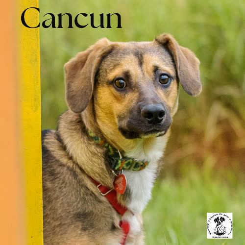 Psy ze schroniska do adopcji Cancun