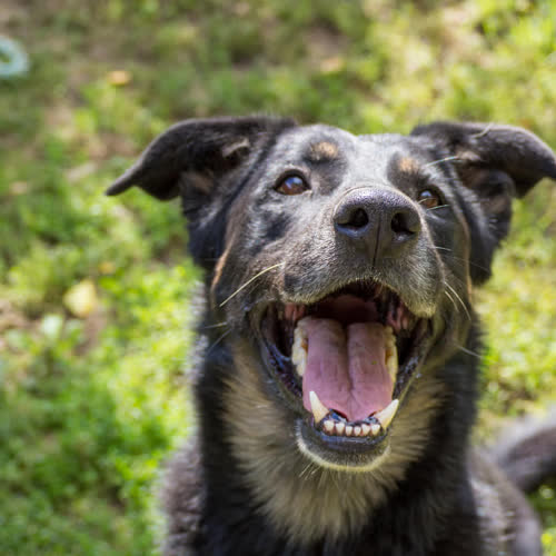 Psy ze schroniska do adopcji Malibu