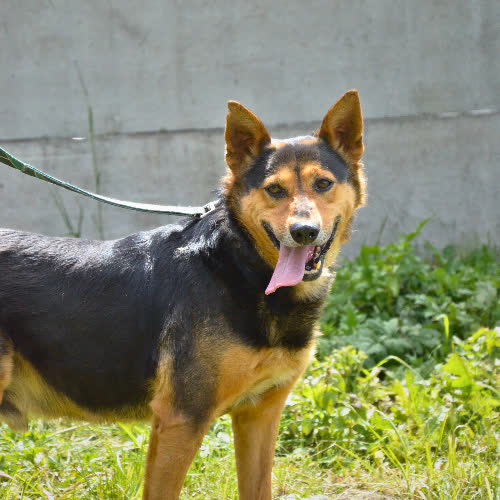 Psy ze schroniska do adopcji PSOTEK