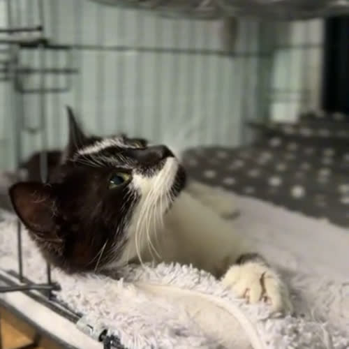 Koty ze schroniska do adopcji Werka