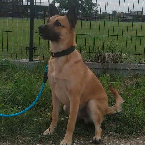 Psy ze schroniska do adopcji Skubi