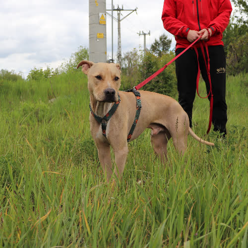 Psy ze schroniska do adopcji Fart