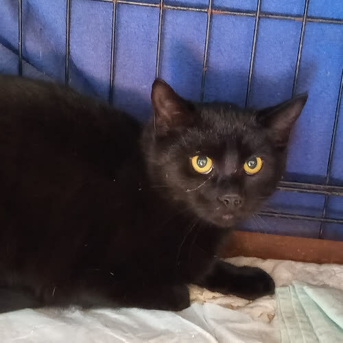 Koty ze schroniska do adopcji Milan