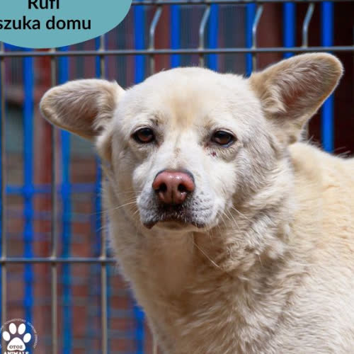 Psy ze schroniska do adopcji Rufi