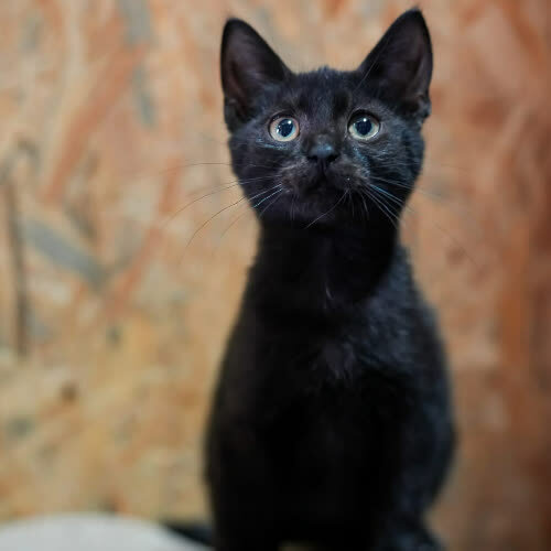 Koty ze schroniska do adopcji Zuzia