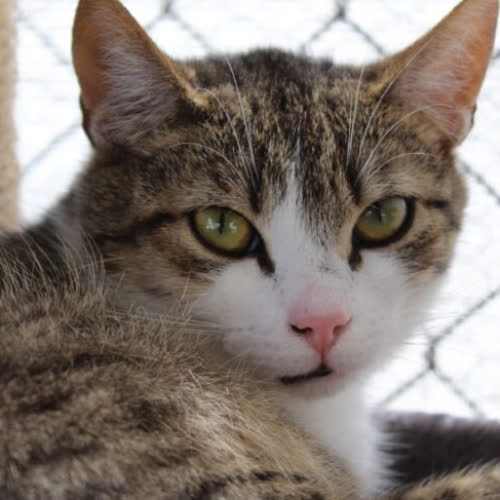 Koty ze schroniska do adopcji Gumiś