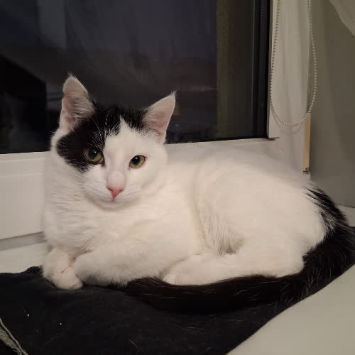 Koty ze schroniska do adopcji Ptyś