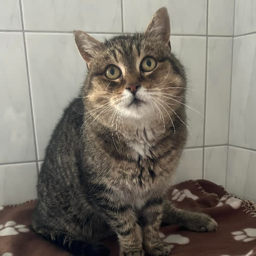 Koty ze schroniska do adopcji Zorro 