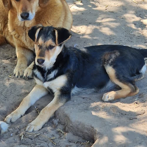 Psy ze schroniska do adopcji Maleństwo